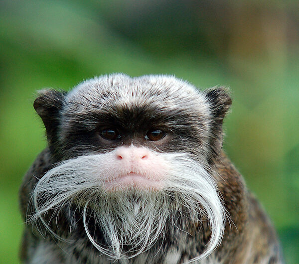 Native monkey species of the Manu National Reserve
