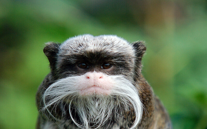 Native monkey species of the Manu National Reserve