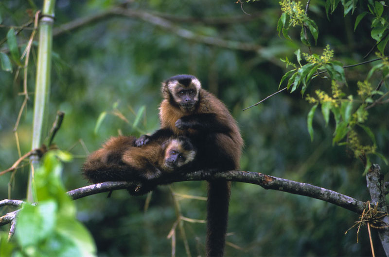 Monkeys at the Manu National Park