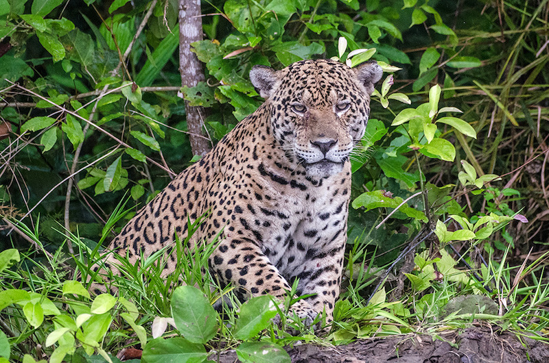 Jaguar at the Manu National Park