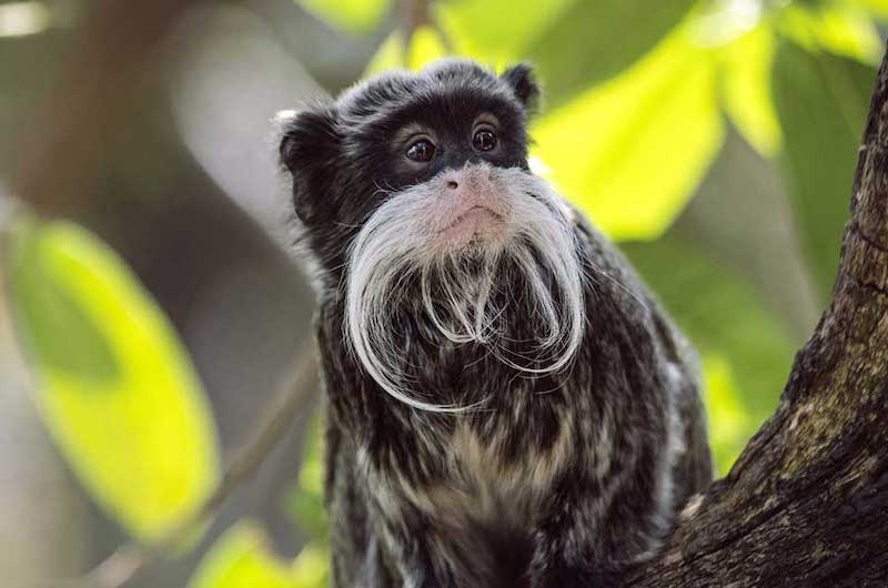 Native monkey of the Manu National Park