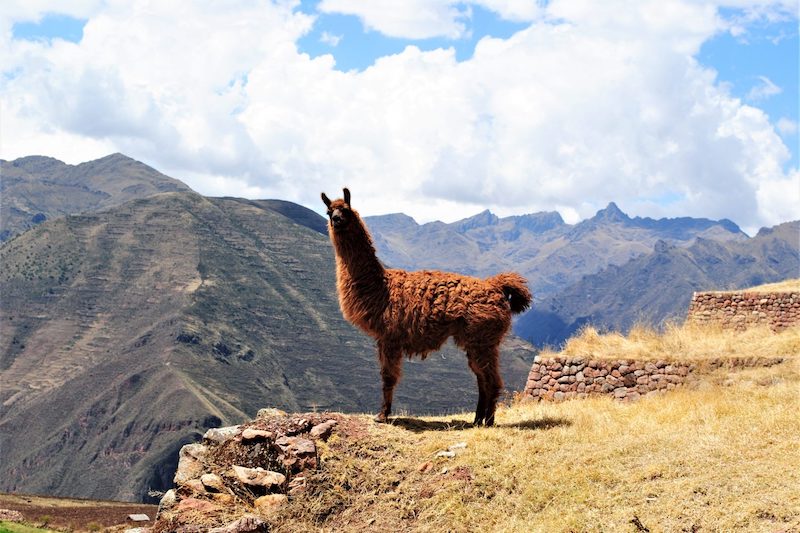 Llama near Huchuy Qosqo Inca site
