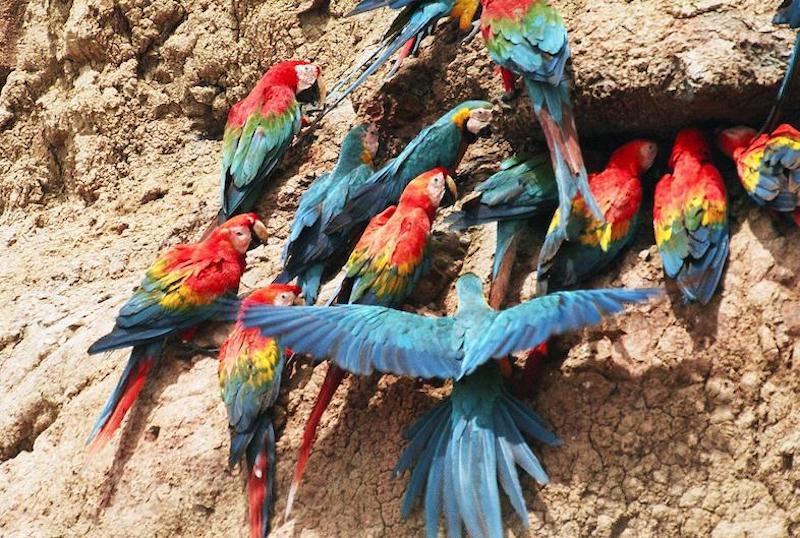Macaws and parrots at the Manu National Park