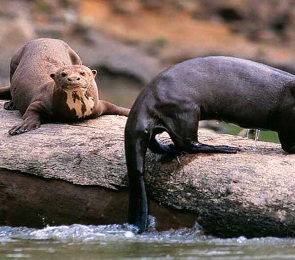 Giant Otter at Lake Sandoval