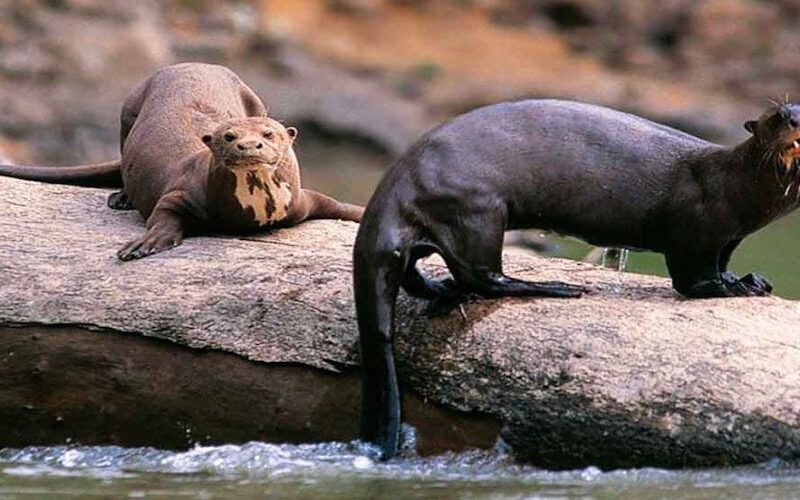 Giant Otter at Lake Sandoval