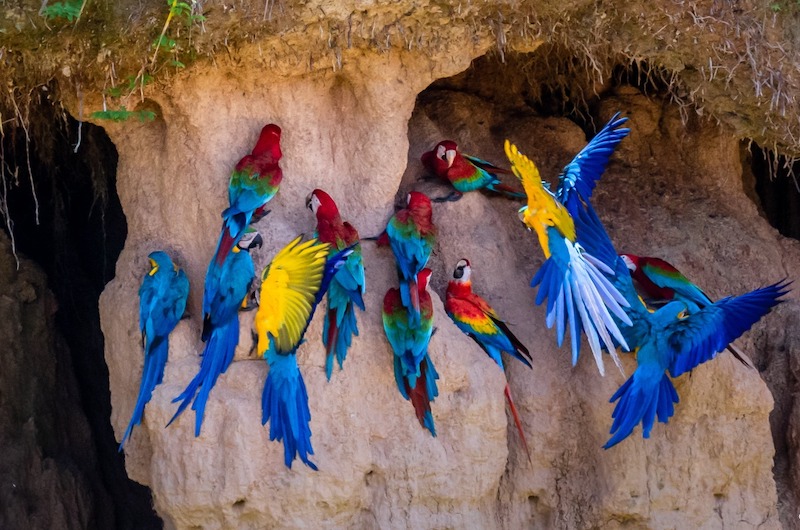 Macaws at clay lick at the Manu National Park