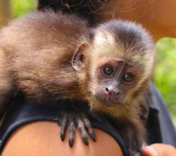 Monkey at the Manu Amazon Rainforest Expeditions 7 Days