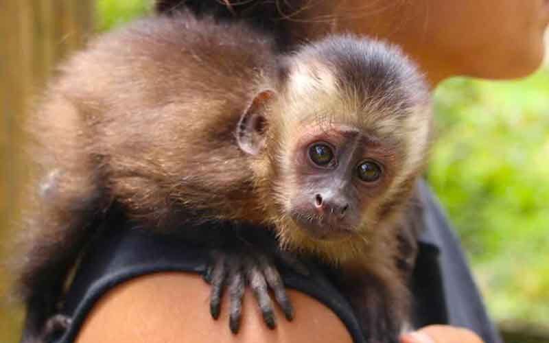Monkey at the Manu Amazon Rainforest Expeditions 7 Days