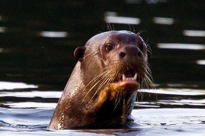 Giant otter swimming in Lake Sandoval