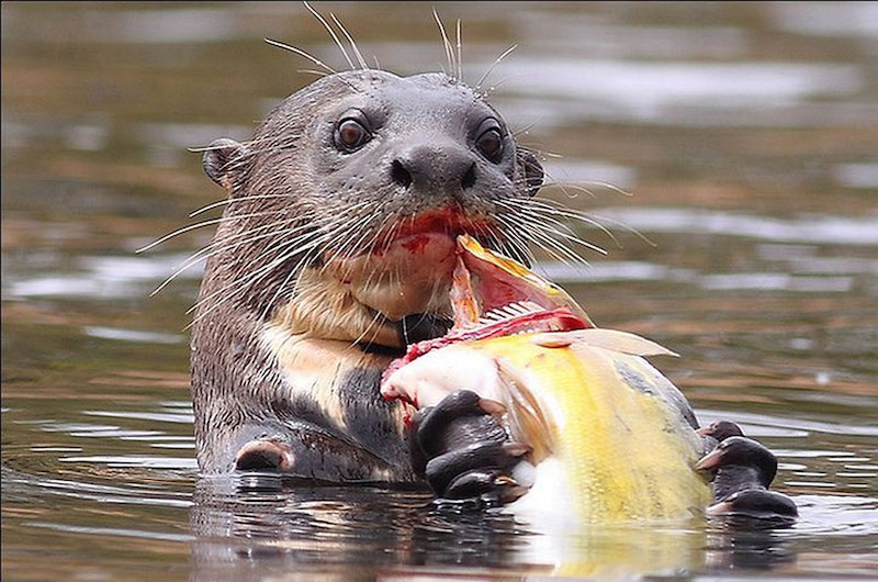 Giant otter eating fish at the Manu Reserved Zone