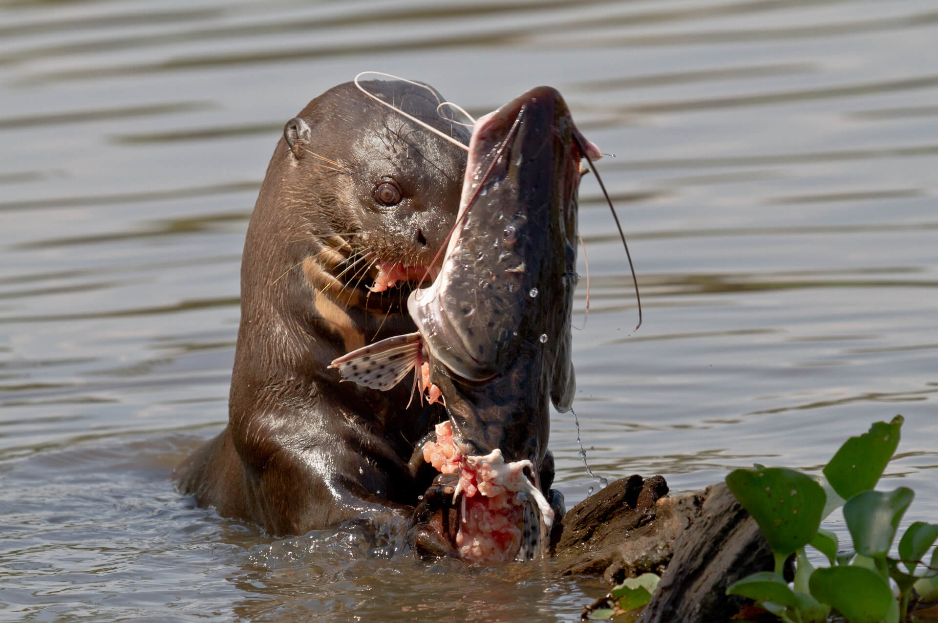 Giant Otter eating- Tambopata