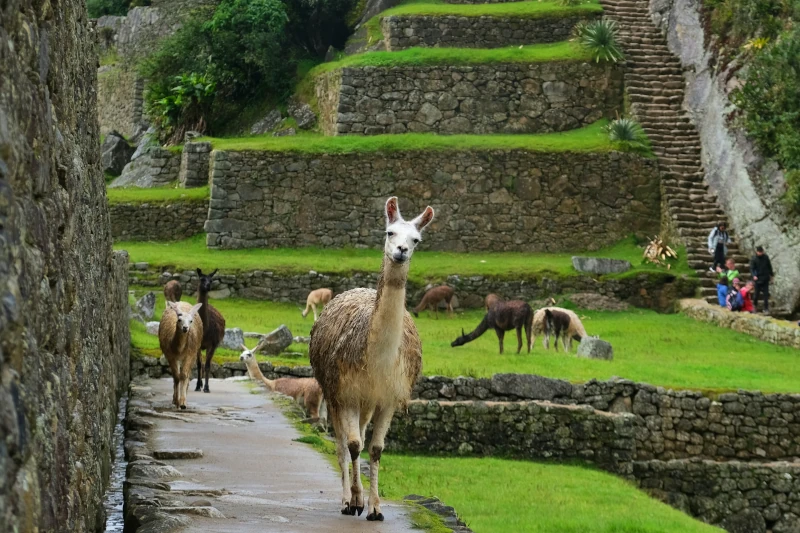 Exploring the Lost City: Machu Picchu's Hidden Wonders