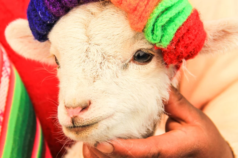The Colors of Cusco: A Photographic Journey