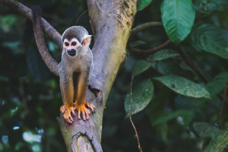 Manu National Park