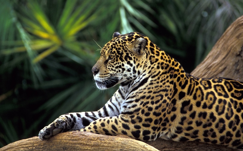 Manu National Park