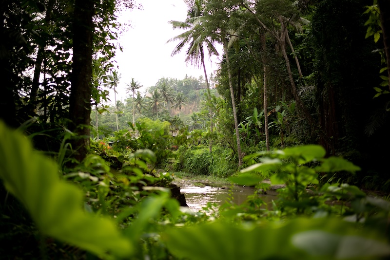 Manu National Park