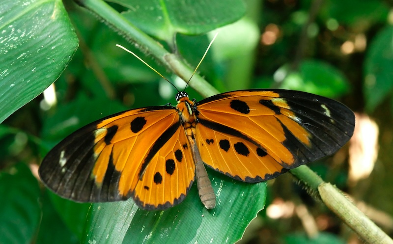 Manu National Park
