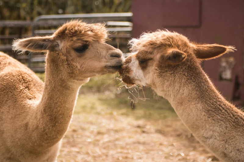 The Art of Alpaca Wool Weaving in Cusco, Peru