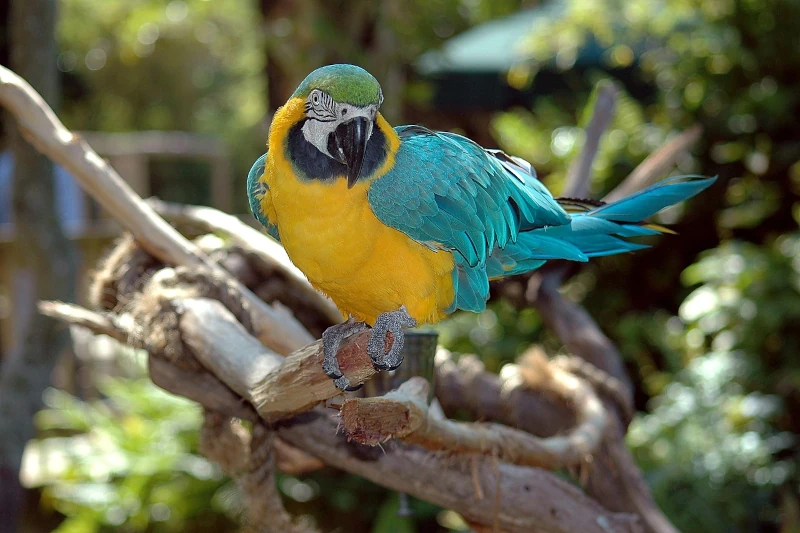 What animals can one see in Manu?: Wildlife encounters