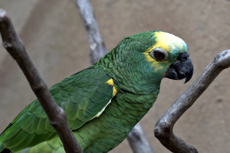 What animals can one see in Manu?: Wildlife encounters