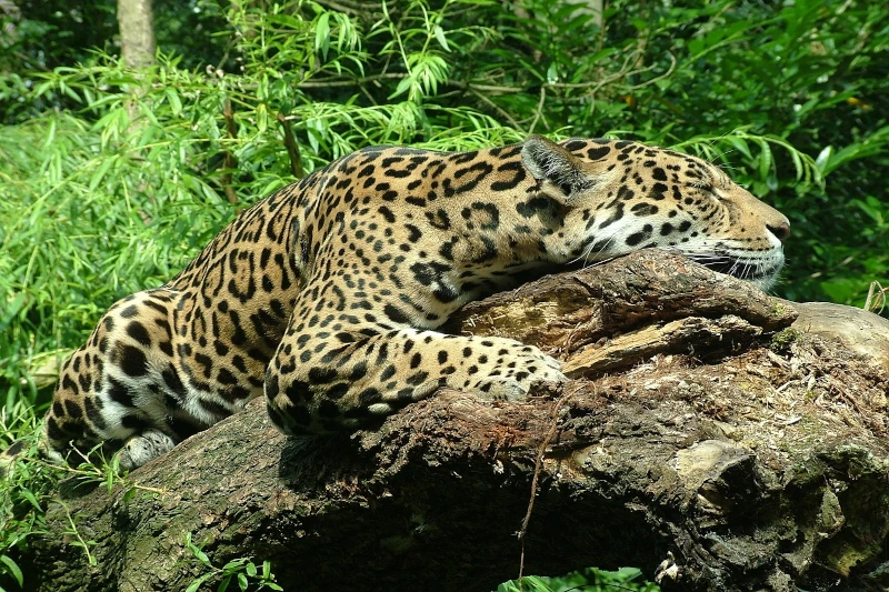 What animals can one see in Manu?: Wildlife encounters