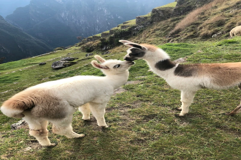 alpaca vs llamas