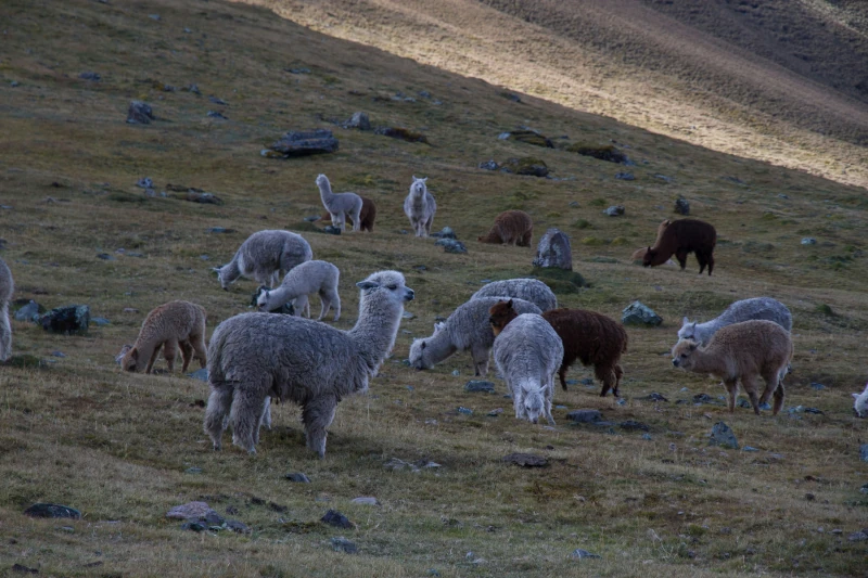 alpaca vs llamas