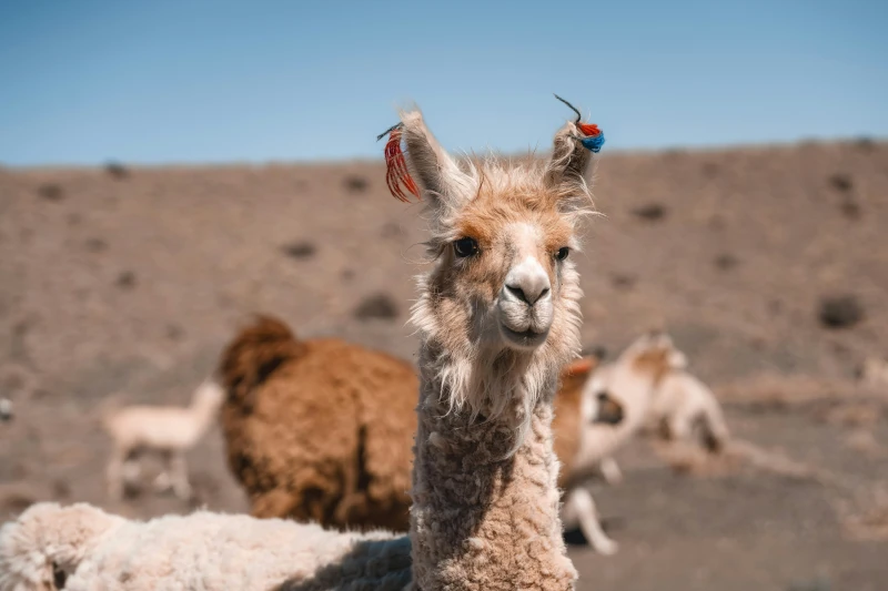 alpaca vs llamas