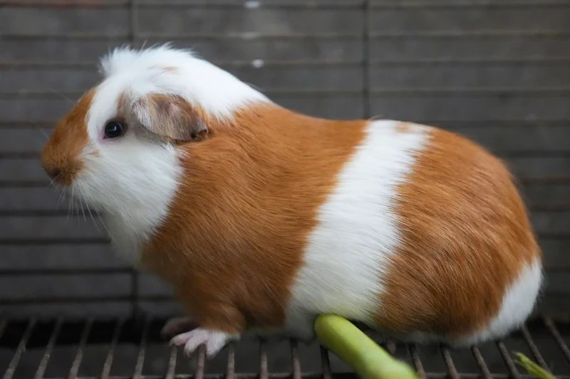 peruvian guinea pig