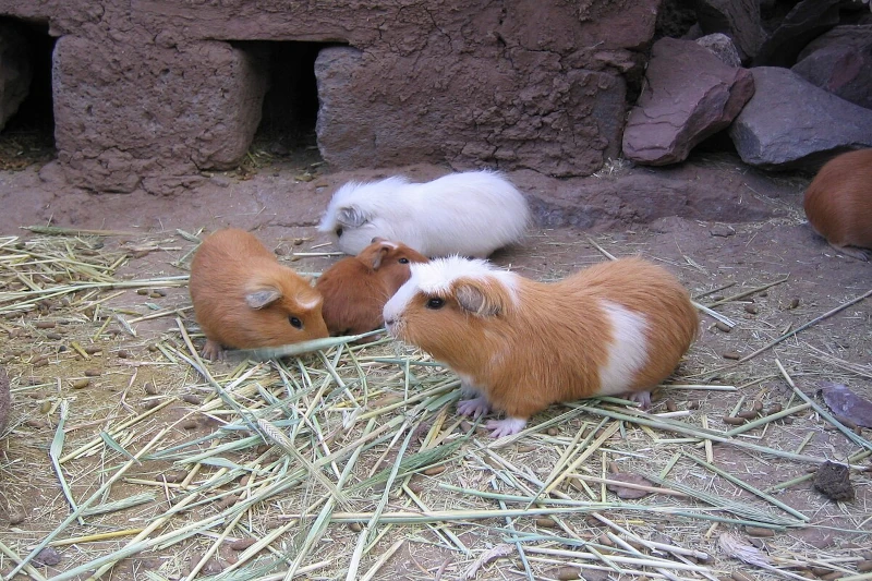 peruvian guinea pig